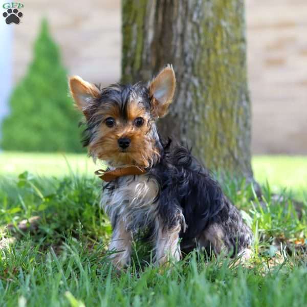 Connor, Yorkie Puppy